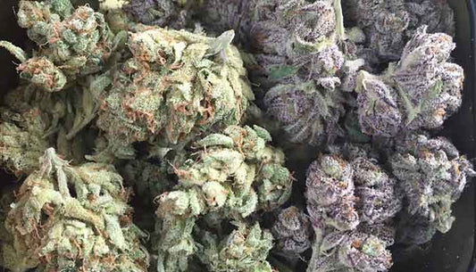 Bulk Flower (Presidential Purple)